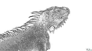 iguana Coloring Pages To Print